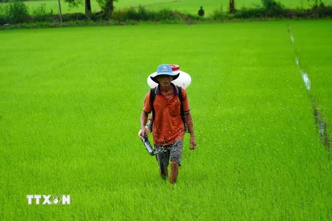 Nông dân xã Vĩnh Hòa Hưng Bắc (Gò Quao, Kiên Giang) bón phân cho lúa Thu Đông. (Ảnh: Văn Sĩ/TTXVN)