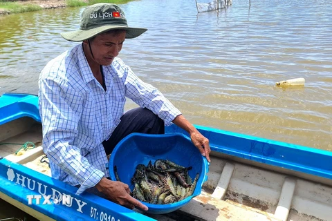 So với mô hình nuôi truyền thống thì nuôi tôm theo chuẩn BAP không chỉ giúp người nông dân nâng cao thu nhập mà đầu ra cho con tôm luôn được đảm bảo. (Ảnh: Huỳnh Anh/TTXVN)