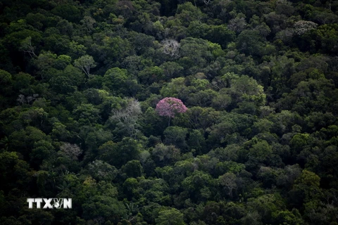 Rừng nhiệt đới Amazon tại bang Amazonas, Brazil. (Ảnh: AFP/TTXVN)