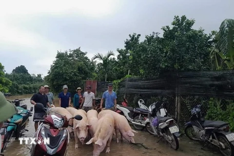 Công đoàn cơ sở hỗ trợ người dân di chuyển gia súc trong đợt lũ do ảnh hưởng bão số 3 tại huyện Phúc Thọ, Hà Nội. (Ảnh: TTXVN phát)