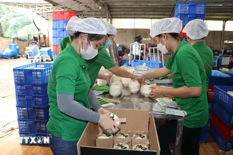 Công ty TNHH Trái cây Mekong, xã Hữu Định, huyện Châu Thành, tỉnh Bến Tre đóng gói dừa tươi xuất khẩu sang thị trường Trung Quốc. (Ảnh: Công Trí/TTXVN)