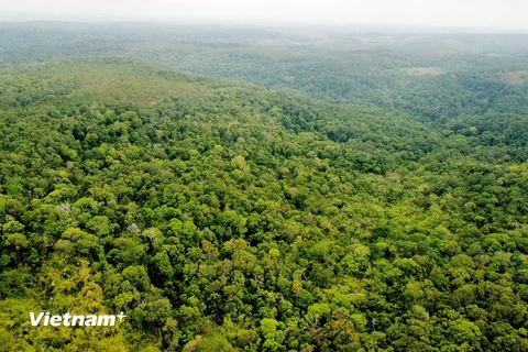 Một cánh rừng tự nhiên tại Đắk Nông. (Ảnh: Hưng Thịnh/Vietnam+)