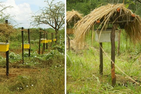 Hàng rào treo tổ ong mật để ngăn chặn voi xâm nhập trang trại tại Kenya. (Ảnh: Mạng X)