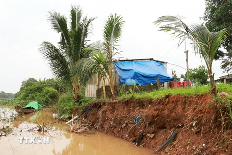 Sạt lở bờ sông Vĩnh Định đoạn qua xã Triệu Hòa, huyện Triệu Phong, Quảng Trị ăn sâu vào trong gây mất đất sản xuất. (Ảnh: Nguyên Lý/TTXVN)