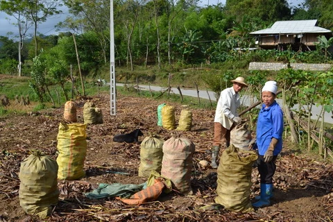 Người trồng dong riềng Bắc Kạn lao đao do giá mua thấp