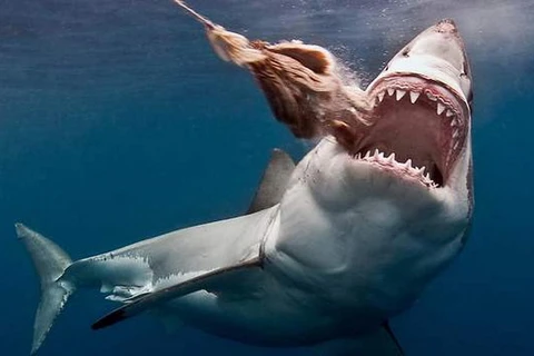 Australia lập khu vực “tiêu diệt” cá mập, bảo vệ du khách