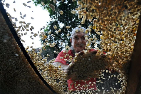 Brazil dự báo sản lượng ngũ cốc sẽ đạt kỷ lục mới 
