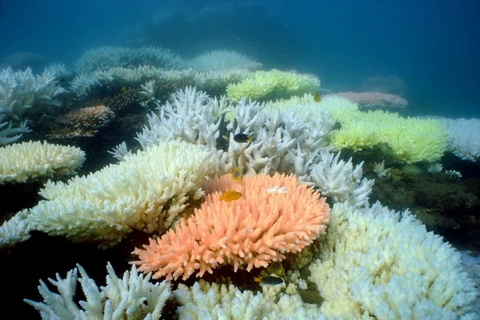 Rạn san hô lớn nhất thế giới sẽ bị xóa sổ năm 2100
