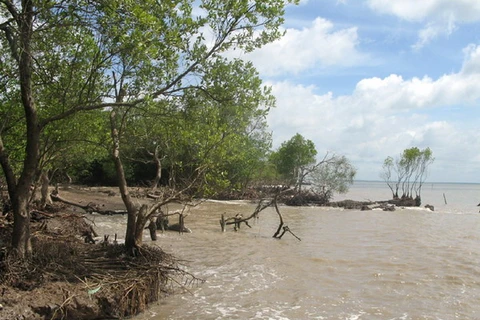 Thái Bình trồng 30 nghìn cây phi lao bảo vệ đê biển