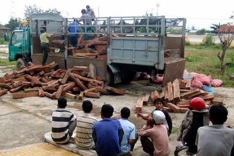 Quảng Trị bắt hai vụ vận chuyển gần 3 tấn gỗ trắc