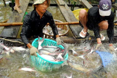 Tái cơ cấu ngành cá tra Việt, hướng tới liên kết chuỗi