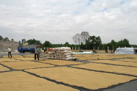Sản xuất lúa Đông Xuân: Tránh "được mùa rớt giá" 