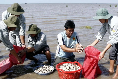 Trúng đậm mùa nghêu, nông dân Trà Vinh thu lãi lớn