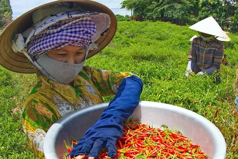 Giá ớt Bình Định tới 14.000 đồng mỗi kg, người trồng lãi lớn