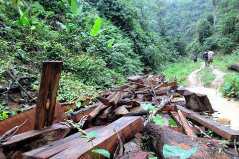 Tình trạng chặt phá rừng phòng hộ ở Sơn La gia tăng