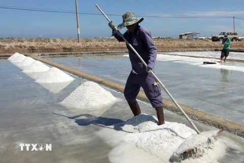 Diêm dân Ninh Thuận lao đao vì giá muối giảm mạnh