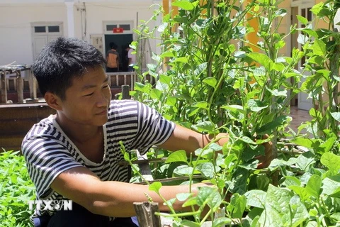 Nhân rộng mô hình trồng rau, chăn nuôi ở Trường Sa 