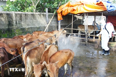 Đắk Nông khống chế ổ dịch bệnh bò lở mồm long móng