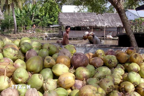 Giá dừa khô trên địa bàn tỉnh Bến Tre tăng giá trở lại