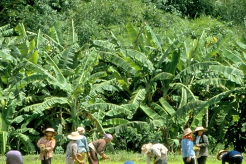 Thái Lan đẩy mạnh phát triển đô thị nông nghiệp xanh