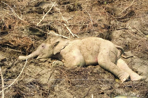 [Photo] Tiếng kêu cứu của đàn voi từ núi rừng Tây Nguyên