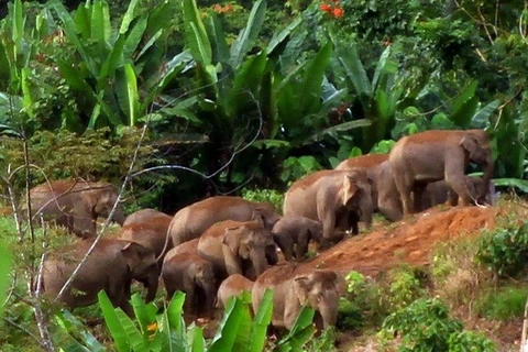 WWF: ASEAN đối mặt với nguy cơ mất đa dạng sinh học 