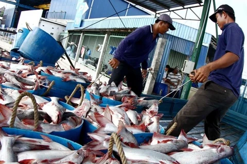 Tổ hợp tác nuôi cá tra quy mô nhỏ đầu tiên đạt chuẩn GlobalGAP