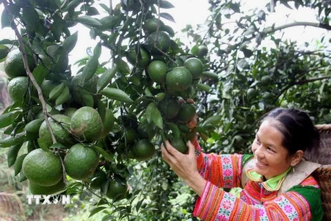 Chuyên canh cam Tam Đường giúp nông dân tăng thu nhập 