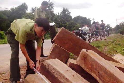 Liên tiếp bắt giữ các xe chở gỗ lậu tại Thừa Thiên-Huế