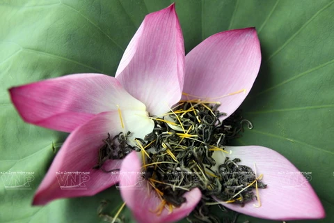 [Photo] Tao nhã thú thưởng trà sen Hồ Tây của người Hà Thành