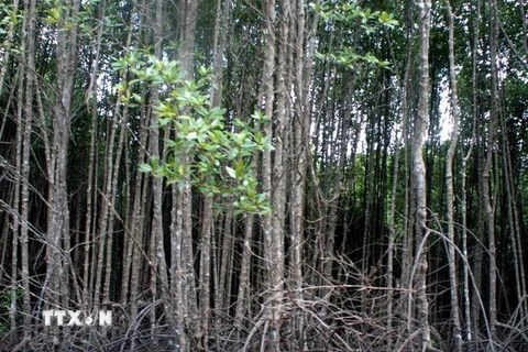 UNEP kêu gọi thiết lập quỹ toàn cầu nhằm bảo vệ cây đước 