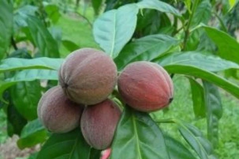 Australia: Phát hiện một loại trái cây có thể chữa bệnh ung thư