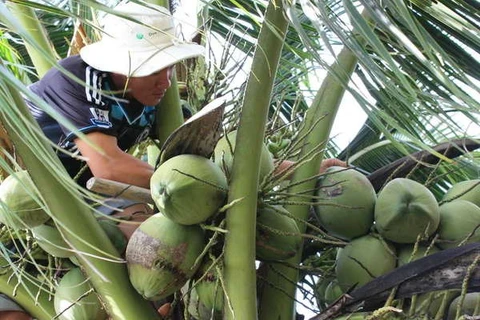Trồng thêm 10.000ha dừa ở khu vực ảnh hưởng biến đổi khí hậu