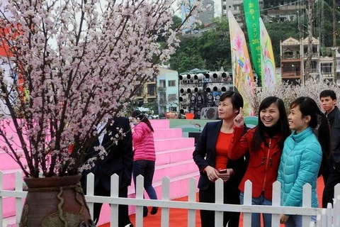 Điện Biên trồng 1.000 cây hoa anh đào Nhật Bản tại Mường Phăng