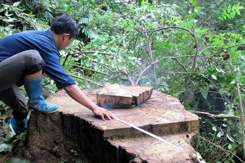 Diện tích rừng tự nhiên ở Đắk Lắk giảm hơn 74.000ha trong 10 năm