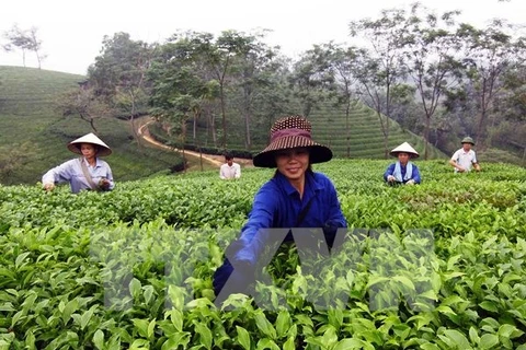 Quảng bá sản phẩm trà B’Lao tại tuần văn hóa trà Lâm Đồng