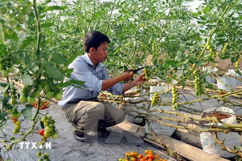 Hỗ trợ 3.000 tỷ đồng cho nông nghiệp công nghệ cao tỉnh An Giang