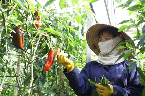 Tập đoàn Nhật khảo sát xây nhà máy sản xuất rau sạch ở Hà Nam