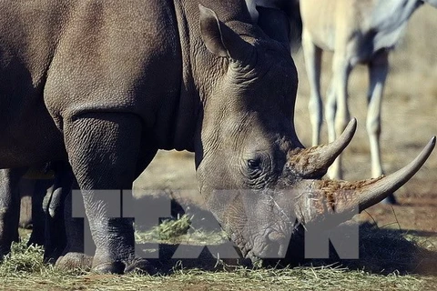 Hơn 6% số tê giác ở Nam Phi đã bị giết hại trong năm 2014