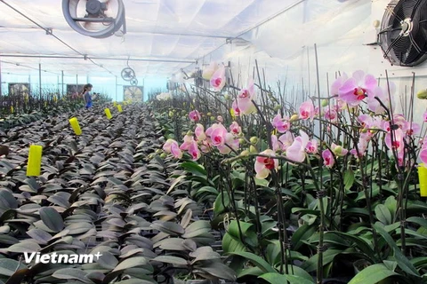 Vùng hoa Hoành Bồ đưa công nghệ cao vào các loài hoa đón Tết