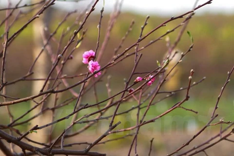 Đào quê ở ở Nghệ An "lên ngôi", người trồng đào "trúng lớn"