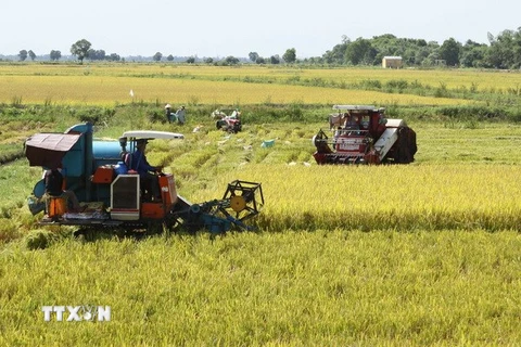 Lúa Đông Xuân sớm ở Đồng bằng sông Cửu Long trúng mùa, được giá