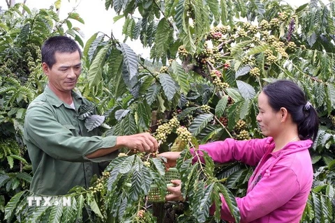 Nông dân tỉnh Lâm Đồng dốc sức chống khô hạn cho cây càphê