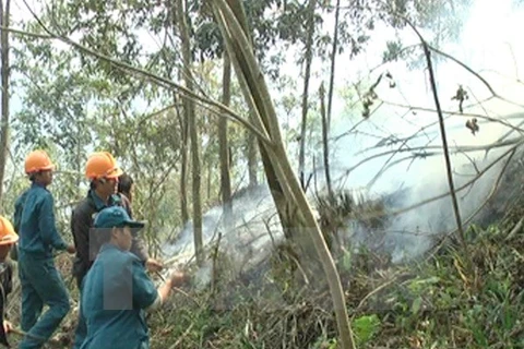 Hơn 19.000ha rừng tràm U Minh Hạ báo động cháy cấp cao nhất