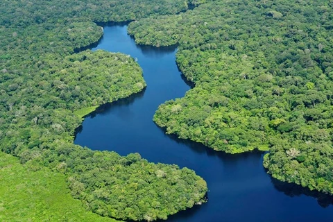 Liên hợp quốc kêu gọi bảo vệ và phát triển rừng trên toàn cầu