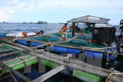 Phú Yên: Tái diễn tình trạng nuôi thủy sản tự phát ở Vũng Rô