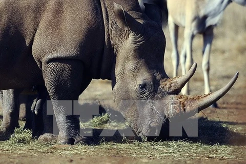 Tê giác tại khu Bảo tồn Thiên nhiên Tê giác và Sư tử ở Krugersdorp, phía bắc Johannesburg (Nam Phi). (Nguồn: AFP/TTXVN)