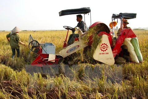 Nông dân huyện Kiến Xương sử dụng máy gặt đập liên hợp vào thu hoạch lúa vụ mùa. (Ảnh: Ngọc Hà/TTXVN)