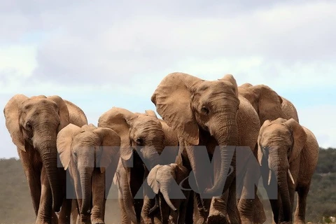 Đàn voi châu Phi tại Công viên Quốc gia Addo Elephant, Nam Phi. (Nguồn: AFP/TTXVN)