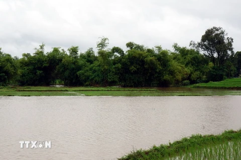 Nhiều diện tích lúa, hoa màu ở huyện Phú Bình bị ngập sâu trong nước. (Ảnh: Lan Anh/TTXVN) 